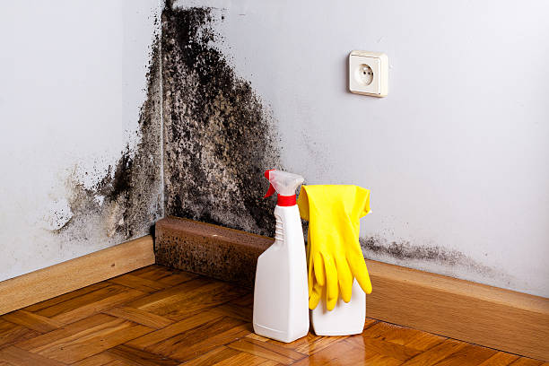 Best Mold removal after water damage  in Franklin Rk, PA